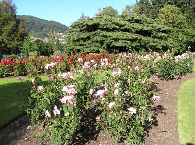newzealandqueenstowngardens5.jpg
