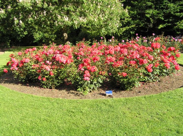 newzealandqueenstowngardens7.jpg