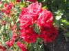 newzealandqueenstowngardens8_small.jpg