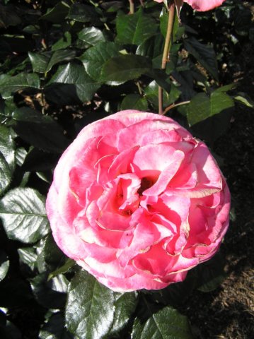 newzealandqueenstowngardens9.jpg