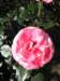 newzealandqueenstowngardens9_small.jpg