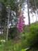 newzealandqueenstowngondolatrack13_small.jpg