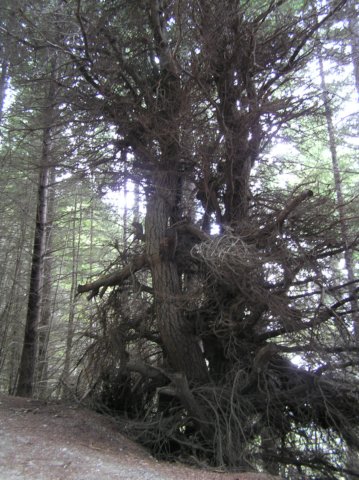 newzealandqueenstowngondolatrack15.jpg