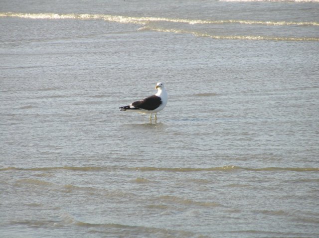 newzealandtimaru6.jpg