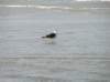 newzealandtimaru6_small.jpg