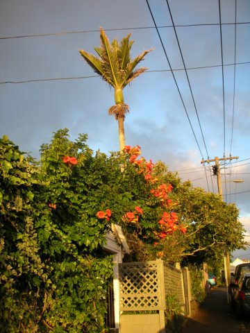 newzealandauklandsunset11.jpg