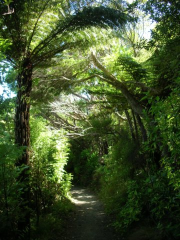 newzealandwellingtonbotanicgarden11.jpg