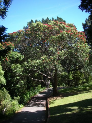 newzealandwellingtonbotanicgarden12.jpg