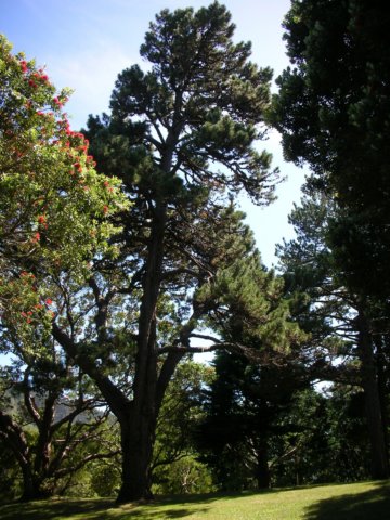 newzealandwellingtonbotanicgarden14.jpg