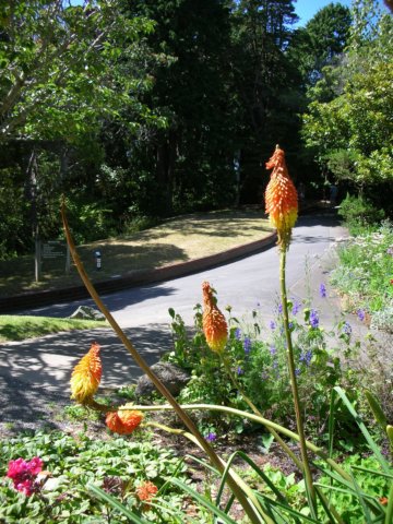 newzealandwellingtonbotanicgarden21.jpg