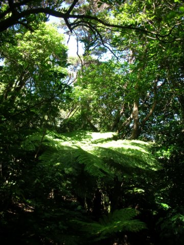 newzealandwellingtonbotanicgarden23.jpg