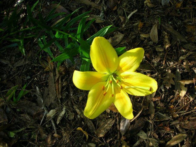 newzealandwellingtonbotanicgarden25.jpg