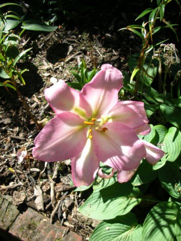 newzealandwellingtonbotanicgarden28.jpg