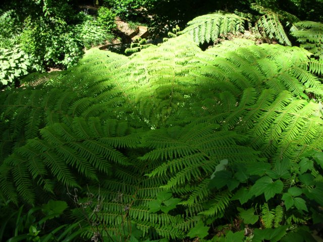 newzealandwellingtonbotanicgarden48.jpg