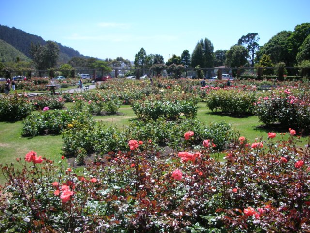 newzealandwellingtonbotanicgarden58.jpg