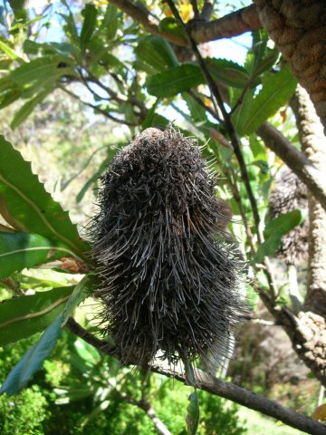 newzealandwellingtonbotanicgarden8.jpg