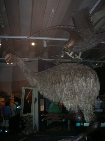 newzealandwellingtontepapamuseummoa.jpg