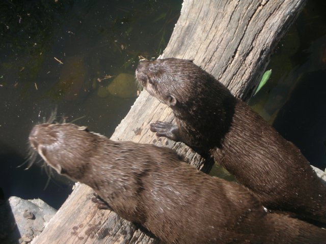 newzealandwellingtonzoo19.jpg