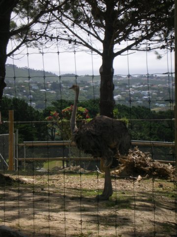 newzealandwellingtonzoo2.jpg