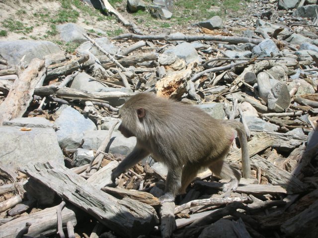 newzealandwellingtonzoo3.jpg