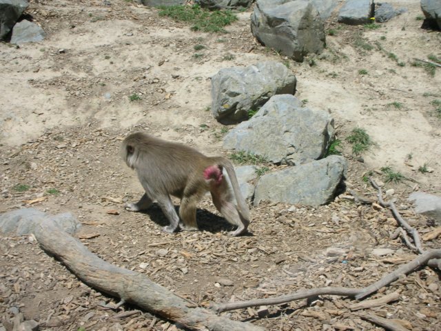 newzealandwellingtonzoo4.jpg
