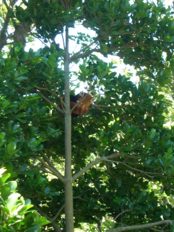 newzealandwellingtonzoo8.jpg