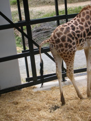 newzealandwellingtonzoogiraffe.jpg