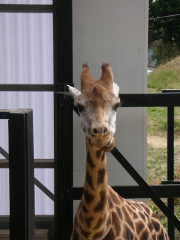 newzealandwellingtonzoogiraffe2.jpg