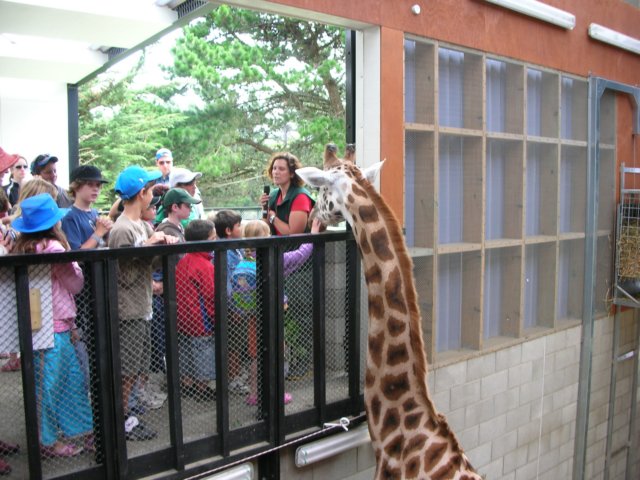 newzealandwellingtonzoogiraffe3.jpg