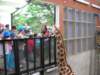 newzealandwellingtonzoogiraffe3_small.jpg