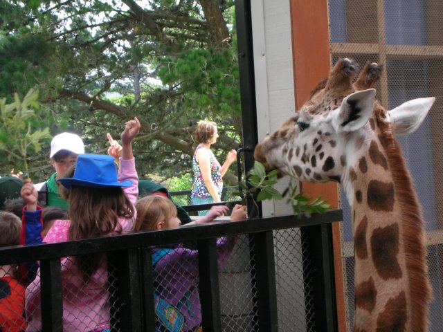 newzealandwellingtonzoogiraffe4.jpg