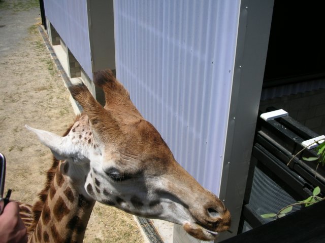 newzealandwellingtonzoogiraffe5.jpg