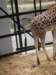 newzealandwellingtonzoogiraffe_small.jpg