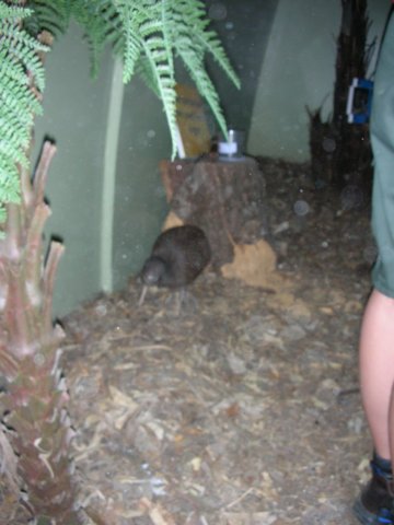 newzealandwellingtonzookiwi.jpg