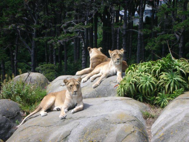 newzealandwellingtonzoolions.jpg