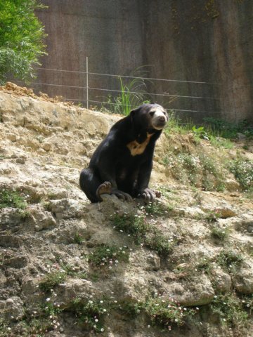 newzealandwellingtonzoomalayansunbear.jpg