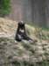 newzealandwellingtonzoomalayansunbear2_small.jpg