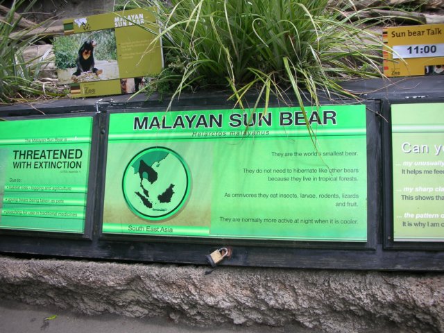 newzealandwellingtonzoomalayansunbear3.jpg