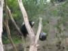 newzealandwellingtonzoomalayansunbear4_small.jpg