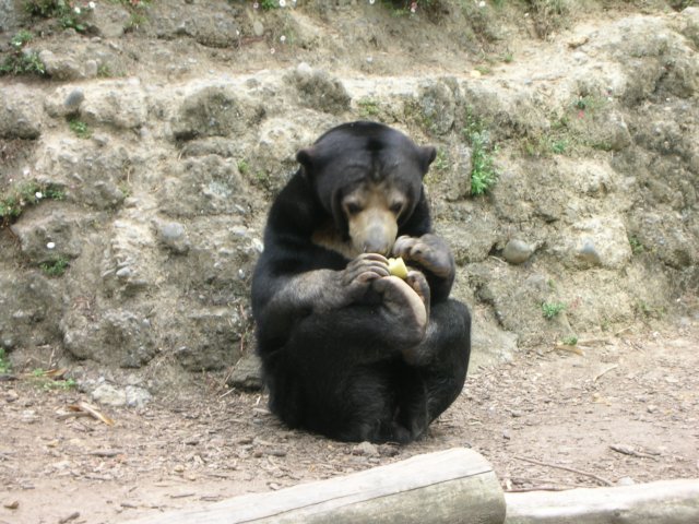 newzealandwellingtonzoomalayansunbear5.jpg