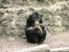 newzealandwellingtonzoomalayansunbear5_small.jpg