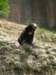 newzealandwellingtonzoomalayansunbear_small.jpg