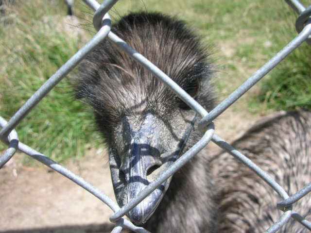 newzealandwellingtonzooostrich.jpg