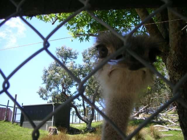 newzealandwellingtonzooostrich2.jpg