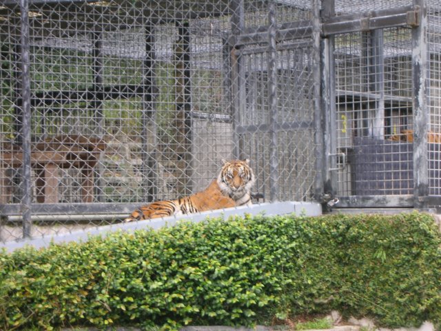 newzealandwellingtonzootiger.jpg