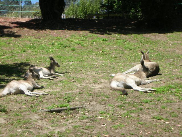 newzealandwellingtonzoowallabies.jpg