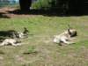 newzealandwellingtonzoowallabies_small.jpg