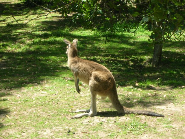 newzealandwellingtonzoowallaby.jpg