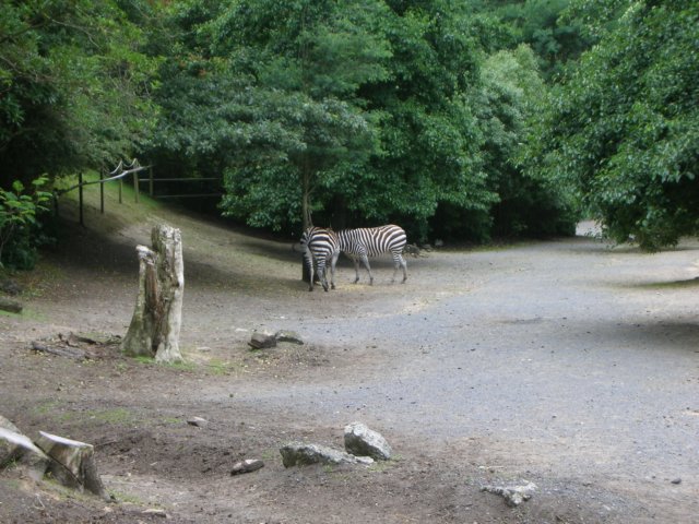 newzealandwellingtonzoozebra.jpg