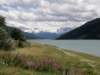 lagodiresia19070941_small.jpg